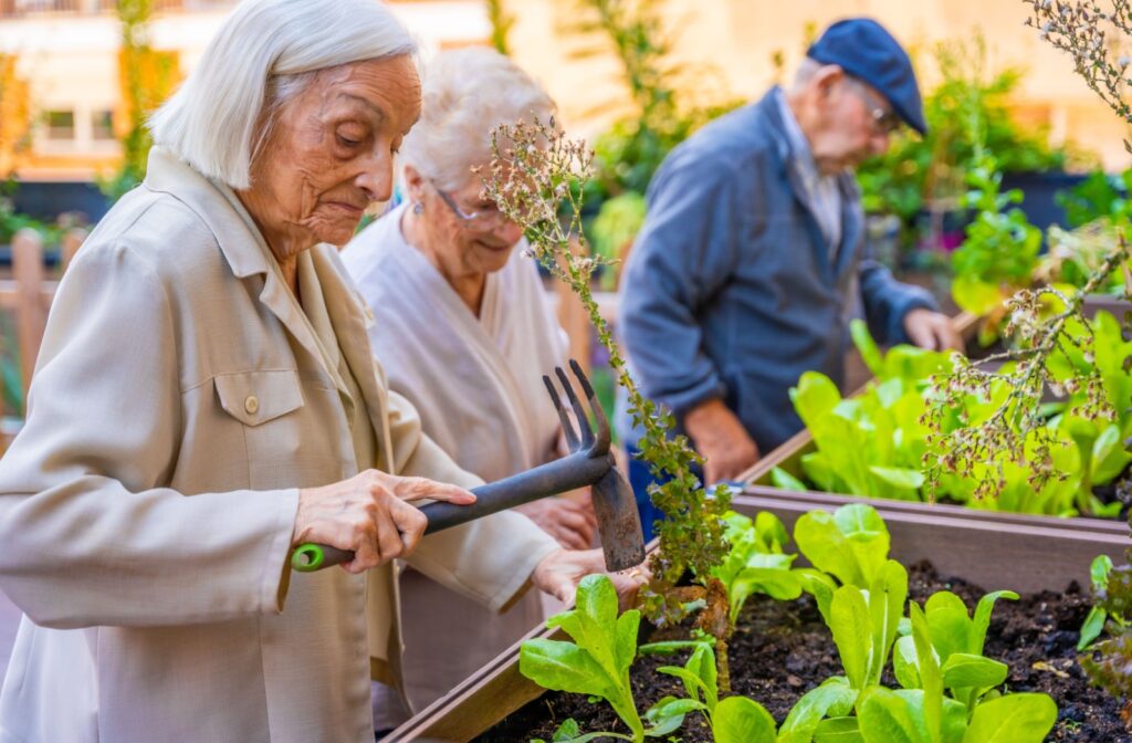 A group of seniors happily tending to vegetable plants in a garden, enjoying their shared hobby of gardening.